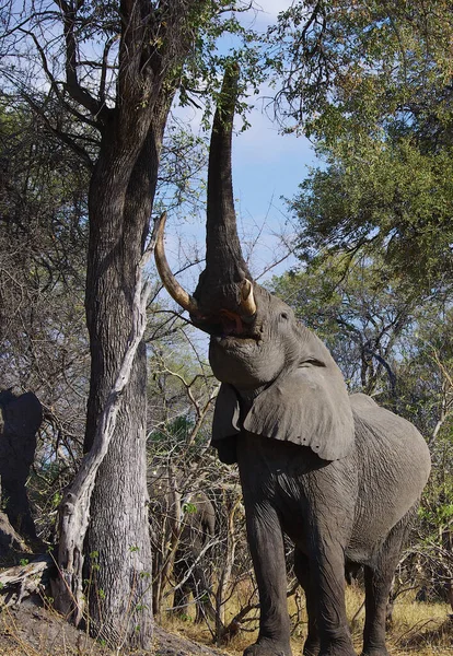 Africký Slon Keřový — Stock fotografie