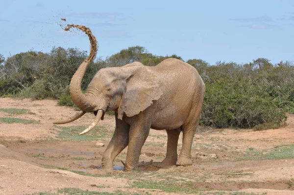 非洲丛林象 — 图库照片