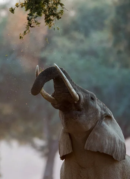 Der Afrikanische Buschelefant — Stockfoto