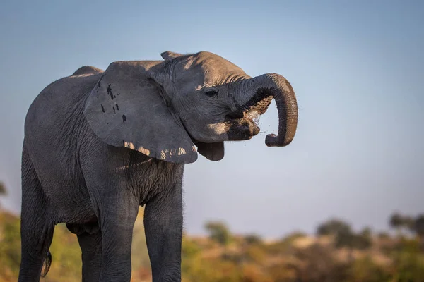 Elefante Arbusto Africano — Foto de Stock