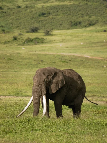 Африканський Слон — стокове фото