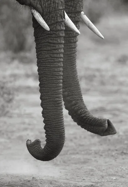 African Bush Elephant — Stock Photo, Image