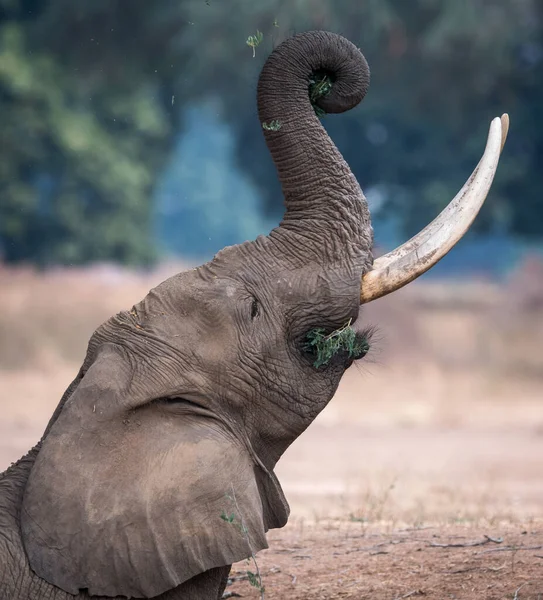 Der Afrikanische Buschelefant — Stockfoto