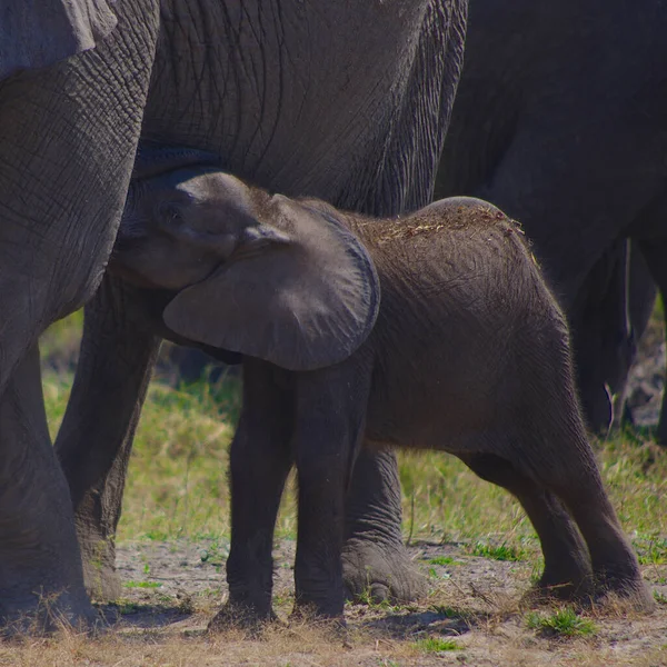 Elefante Arbusto Africano — Foto de Stock