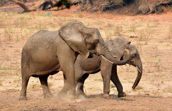 Elefante Arbusto Africano — Foto de Stock