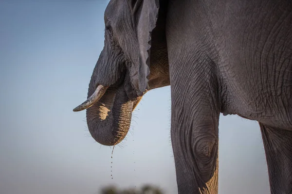 Elefante Arbusto Africano — Foto de Stock