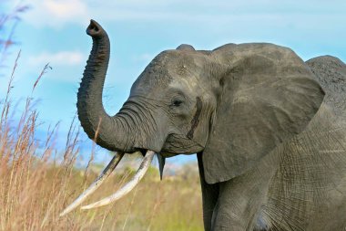 The African bush elephant clipart