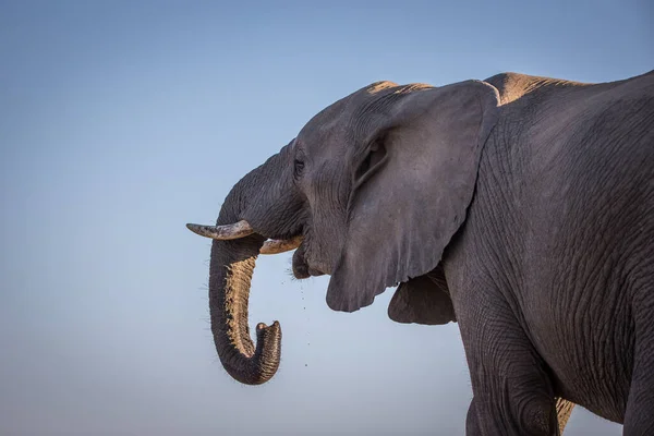 Elefante Arbusto Africano — Foto de Stock