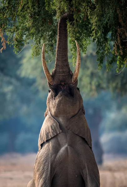 Elefante Arbusto Africano — Foto de Stock