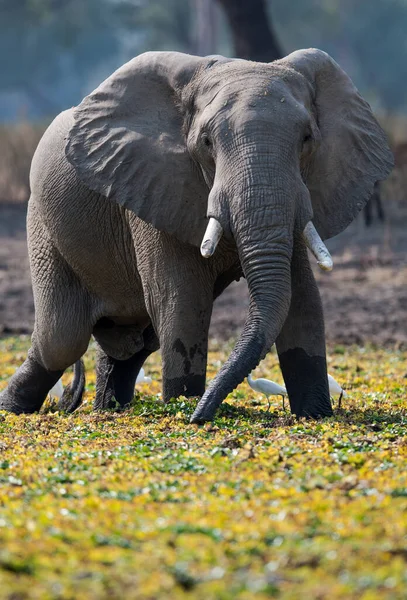 Africký Slon Keřový — Stock fotografie