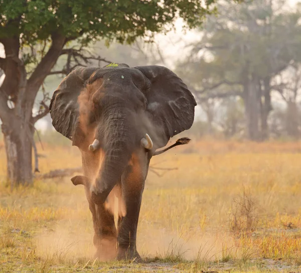 Africký Slon Keřový — Stock fotografie