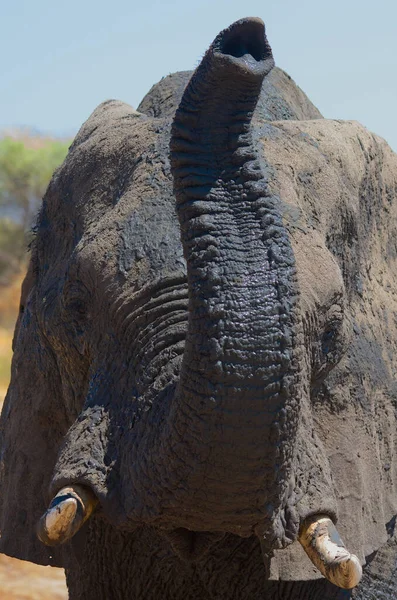 非洲丛林象 — 图库照片