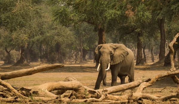 African Bush Elephant — Stock Photo, Image