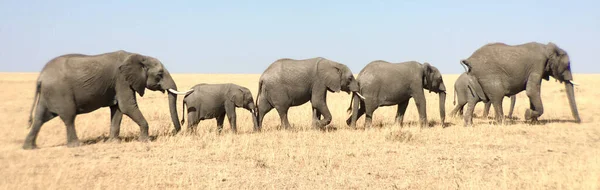 Africký Slon Keřový — Stock fotografie