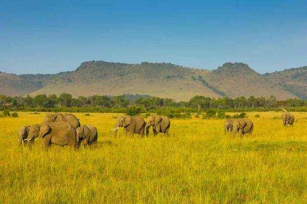 Elefante Arbusto Africano —  Fotos de Stock