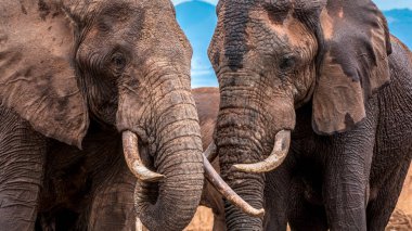 Tanzanya 'daki Arusha Milli Parkı