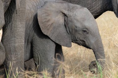 Tanzanya 'daki Arusha Milli Parkı
