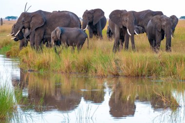 Tanzanya 'daki Arusha Milli Parkı