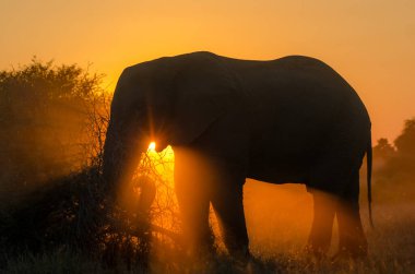 Tanzanya 'daki Arusha Milli Parkı