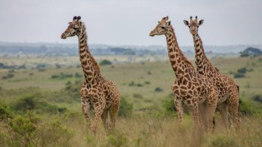 Vahşi Afrika 'da zürafa