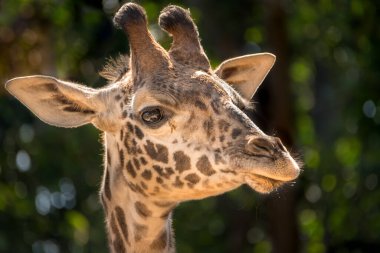 Genç Masai zürafası (Giraffa tippelskirch), Harriet 'in (anne) ve Silver' ın (baba) çocuğu olarak 