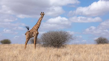 Vahşi Doğu Afrika 'da zürafa