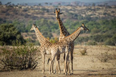 Vahşi Doğu Afrika 'da zürafa