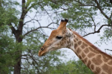 Vahşi Doğu Afrika 'da zürafa