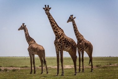 Vahşi Doğu Afrika 'da zürafa