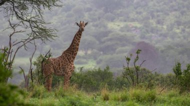 Vahşi Doğu Afrika 'da zürafa