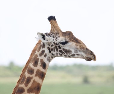 Vahşi Doğu Afrika 'da zürafa