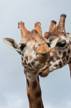 Vahşi Doğu Afrika 'da zürafa
