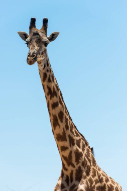 Vahşi Doğu Afrika 'da zürafa