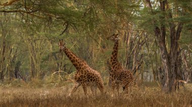 Vahşi Doğu Afrika 'da zürafa