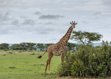 Vahşi Doğu Afrika 'da zürafa
