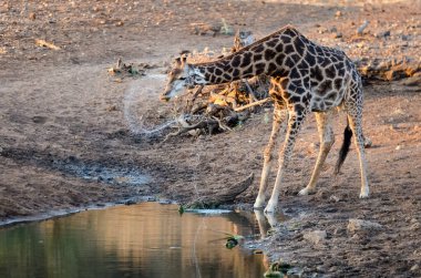 Vahşi Doğu Afrika 'da zürafa