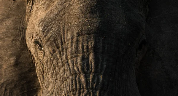 Africký Slon Keřový — Stock fotografie