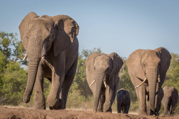 The African bush elephant