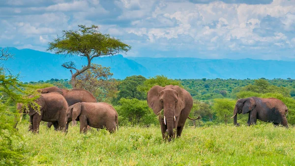 Elefante Arbusto Africano — Foto de Stock