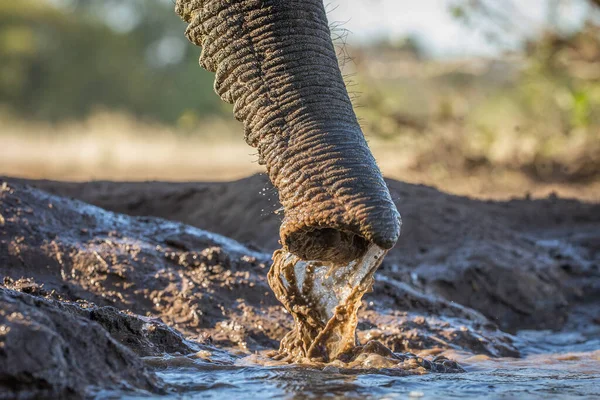 Afrikaanse Bosolifant — Stockfoto