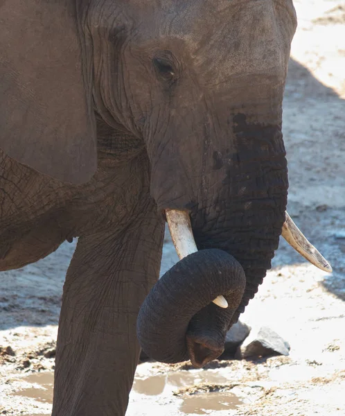 Der Afrikanische Buschelefant — Stockfoto