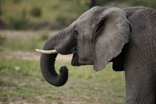 Słoń Afrykański — Zdjęcie stockowe