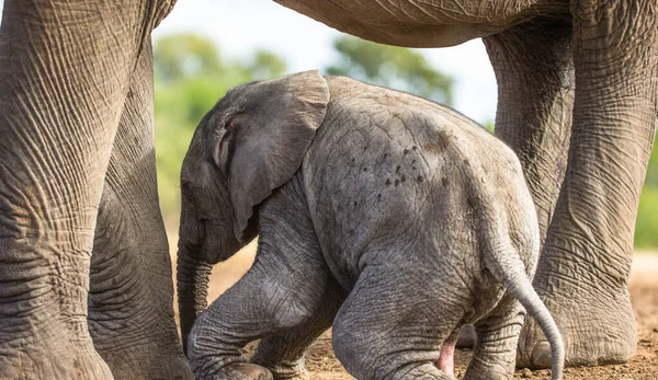 Elefante Arbusto Africano — Fotografia de Stock