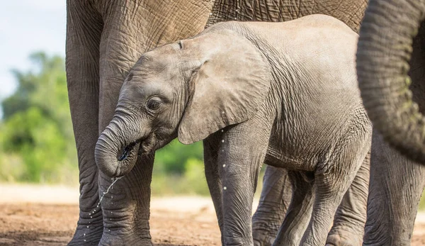 Elefante Arbusto Africano — Foto de Stock