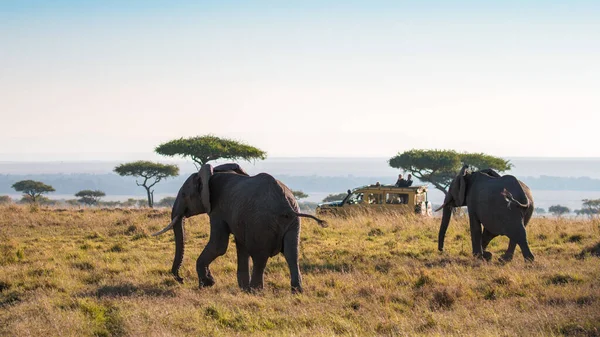 Elefante Arbusto Africano — Foto de Stock