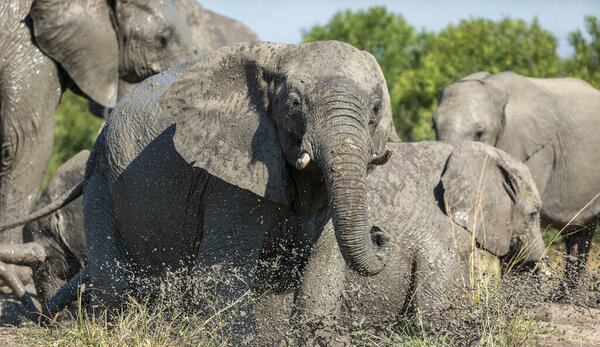 The African bush elephant