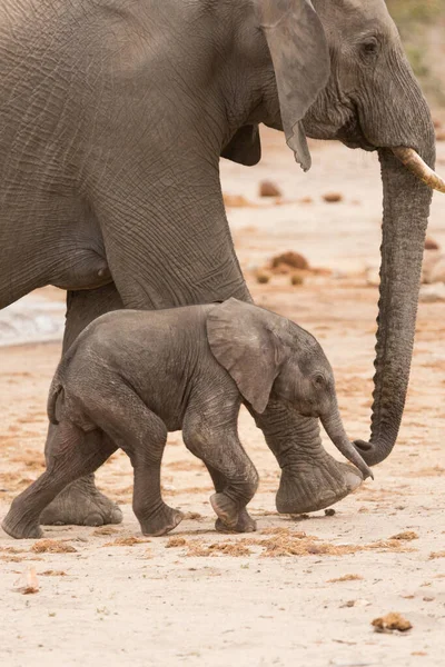 Elefante Arbusto Africano — Foto de Stock