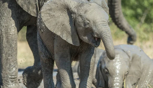 Afrikai Bozót Elefánt — Stock Fotó
