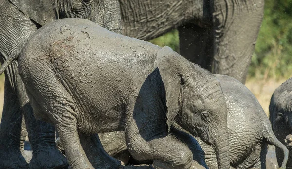 Elefante Arbusto Africano — Foto de Stock