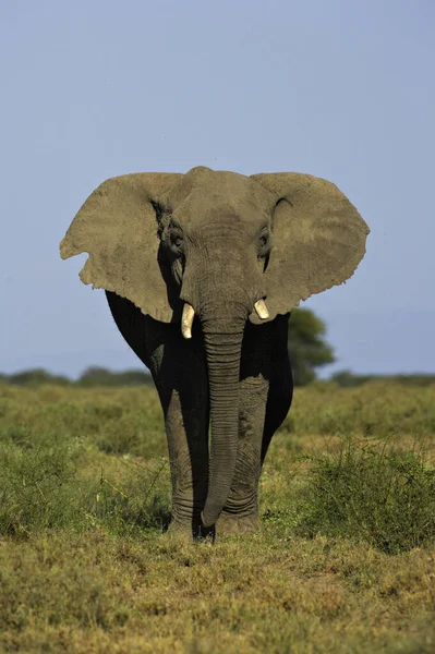 Der Afrikanische Buschelefant — Stockfoto
